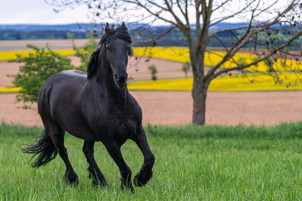 9 Dream of A Black Horse Meanings2