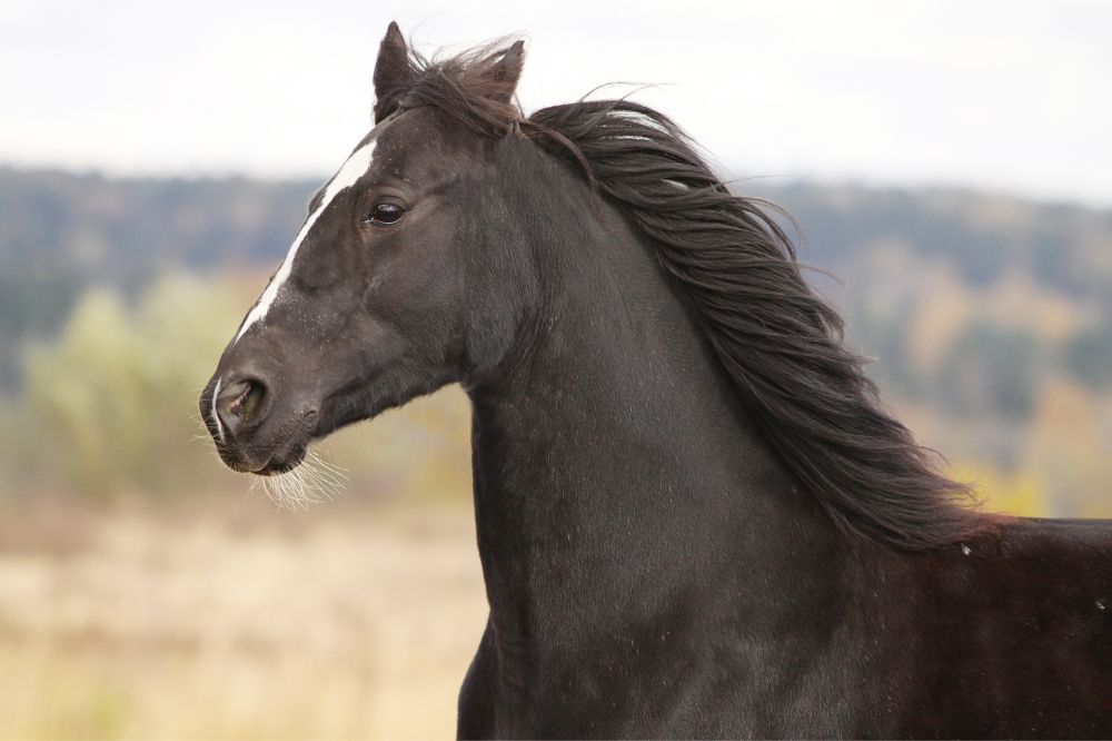 9 Dream of A Black Horse Meanings3