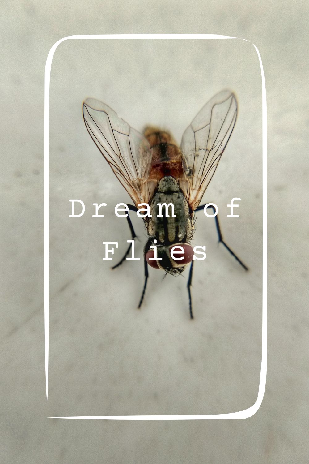 9 Dream of Flies Meanings1