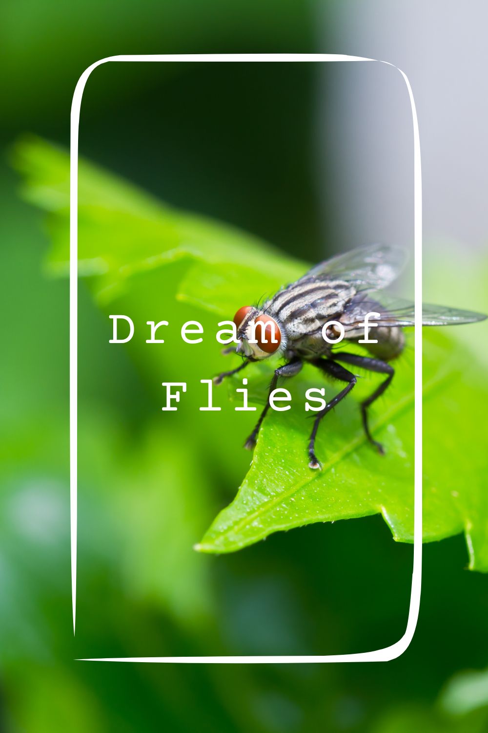 9 Dream of Flies Meanings4
