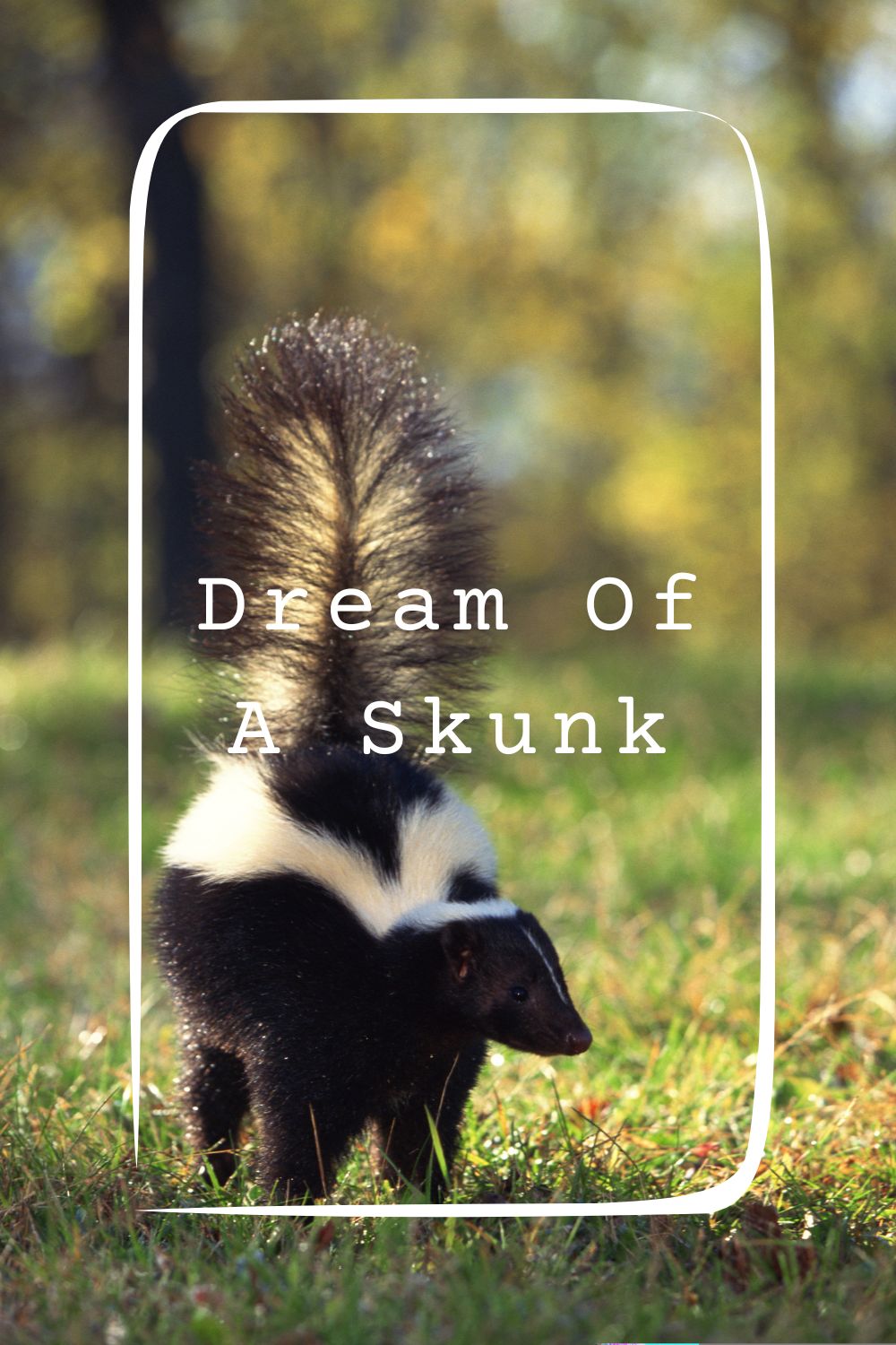 Dream Of A Skunk Meanings 1