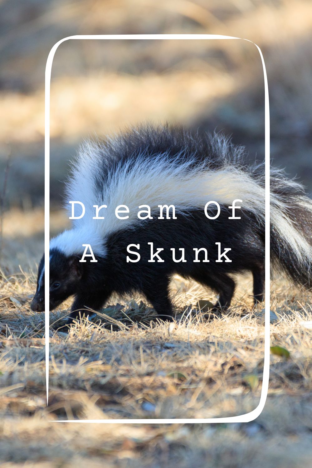 Dream Of A Skunk Meanings 2