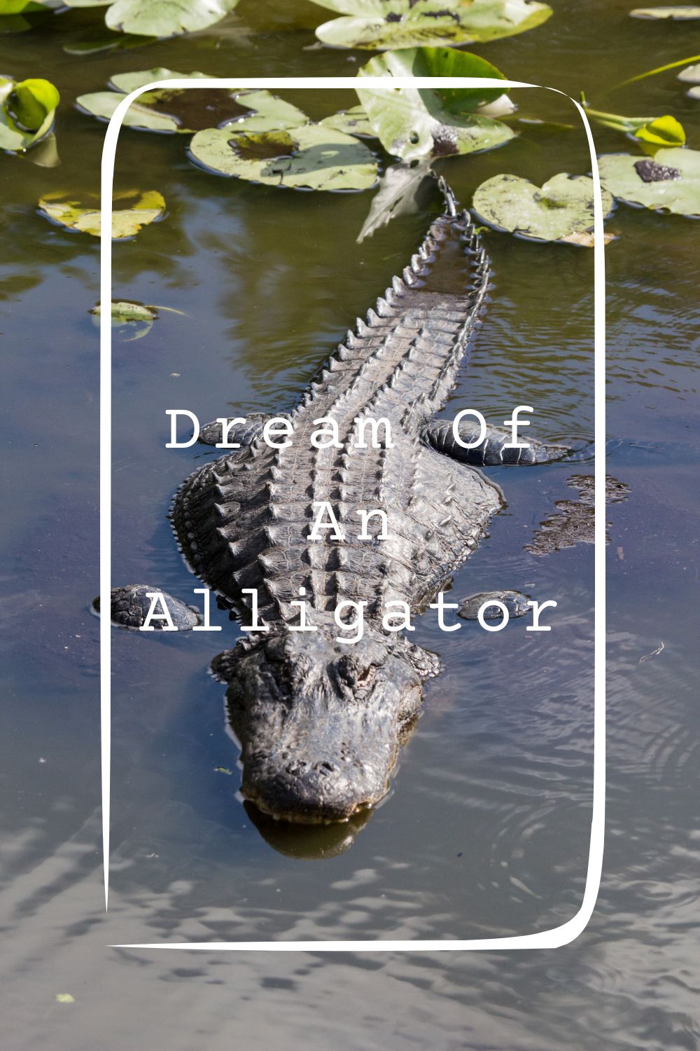 Dream Of An Alligator 1