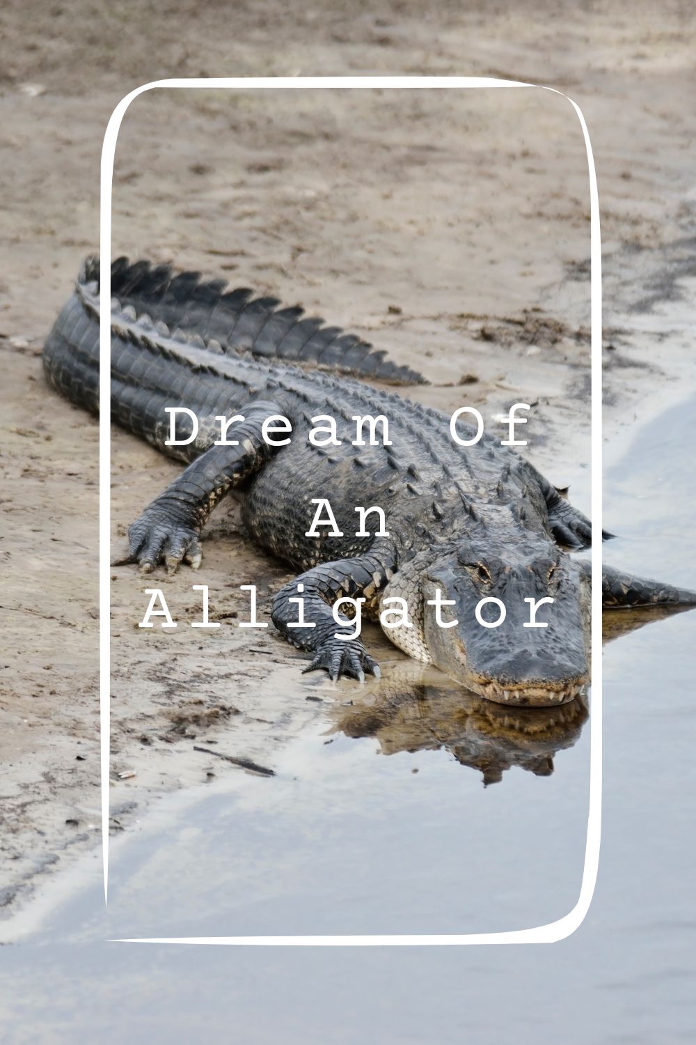 Dream Of An Alligator 2