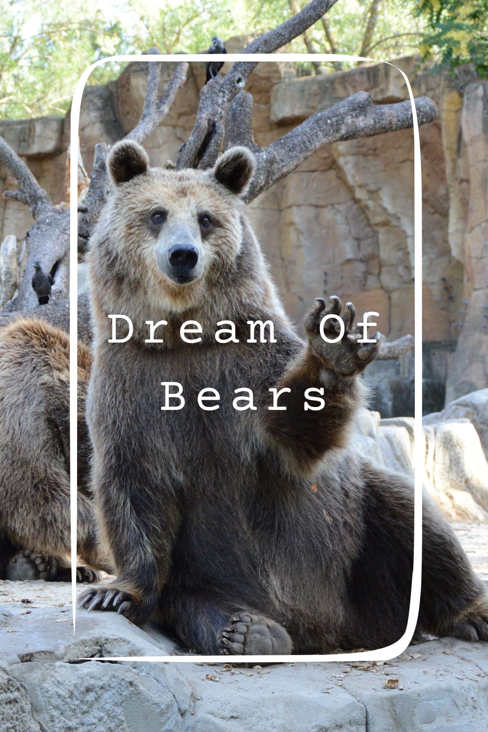 Dream Of Bears Meanings 1