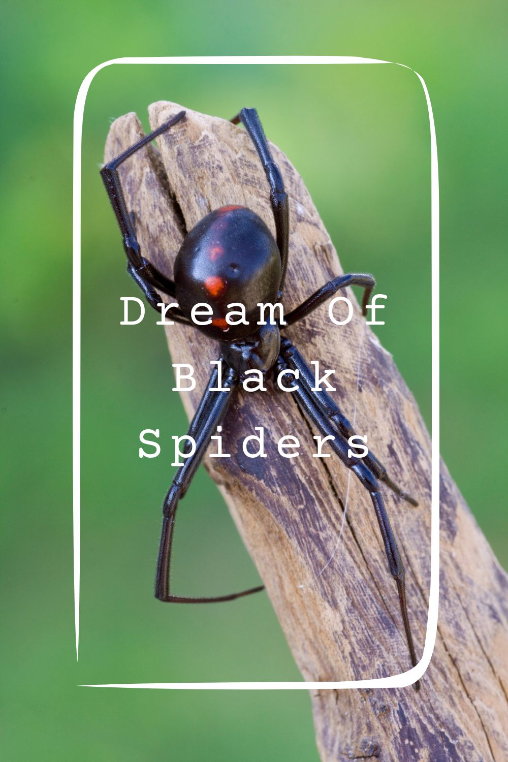Dream Of Black Spiders Meanings 1