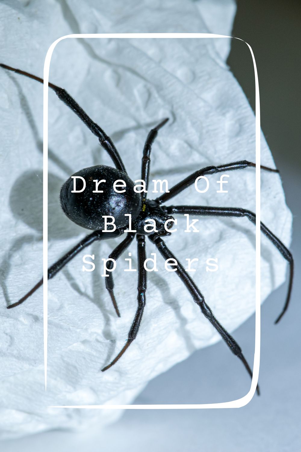 Dream Of Black Spiders Meanings 2