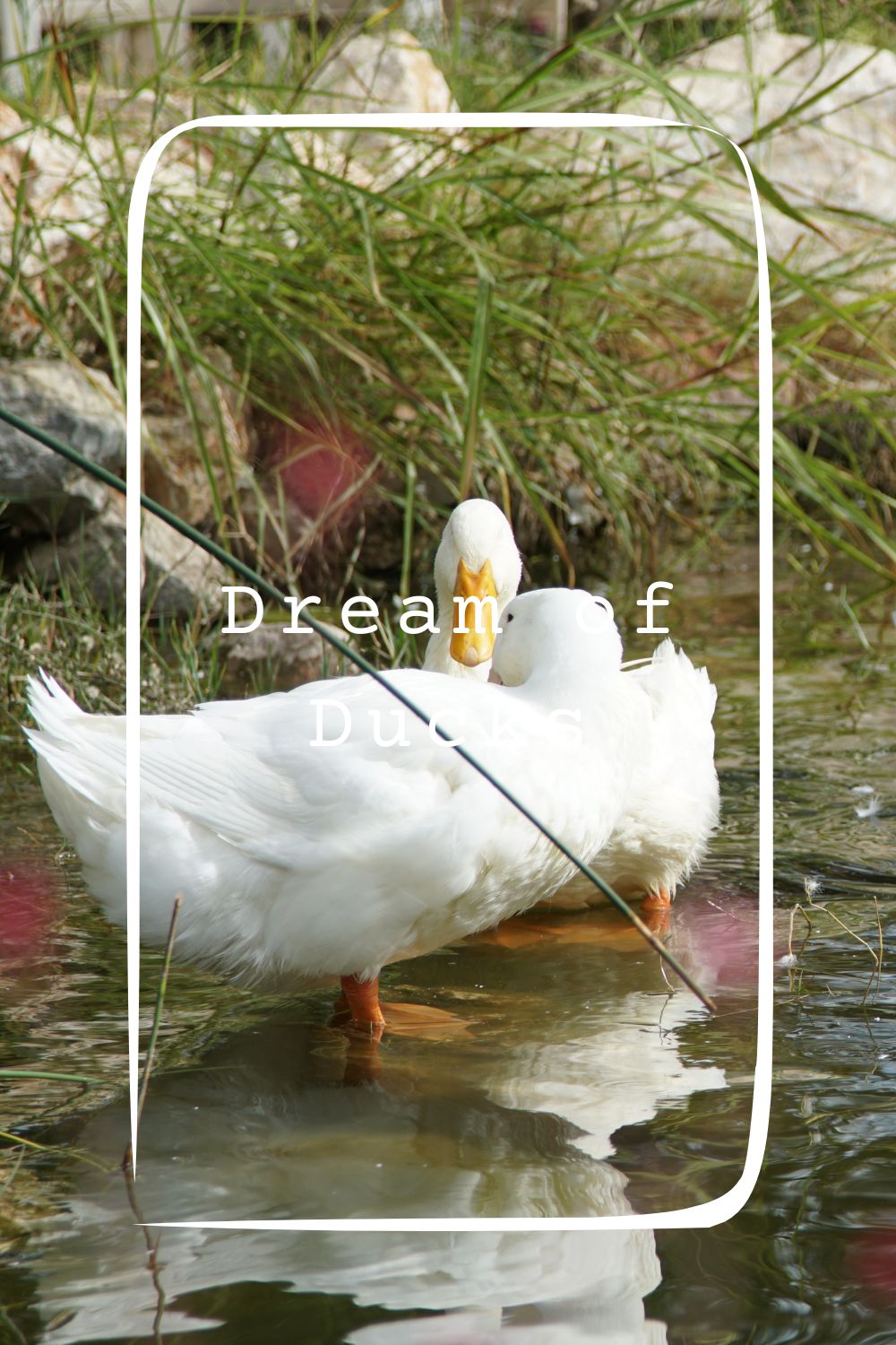 Dream Of Ducks Meanings 1