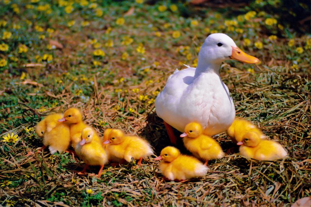 Dream Of Ducks Meanings 4