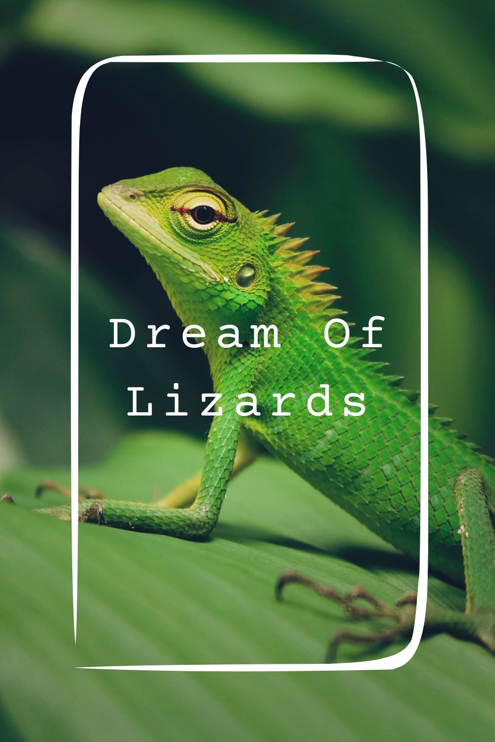 Dream Of Lizards Meanings 1
