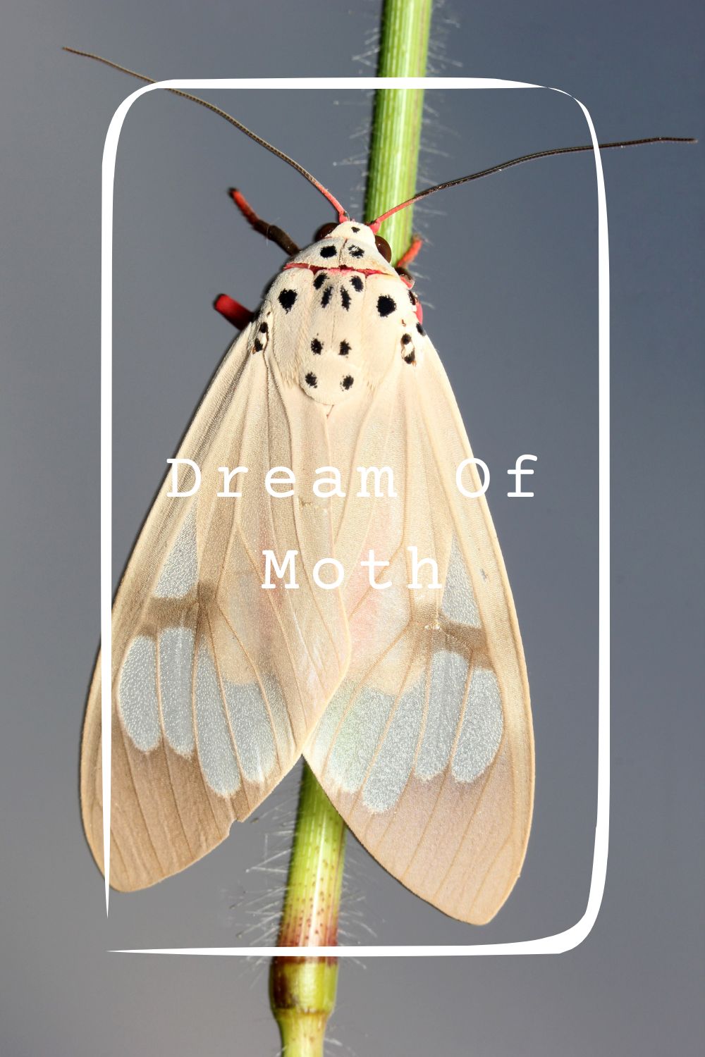 Dream Of Moth Meanings 1