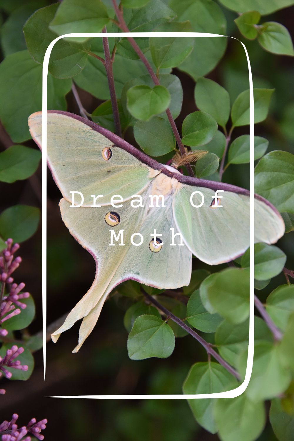 Dream Of Moth Meanings 2