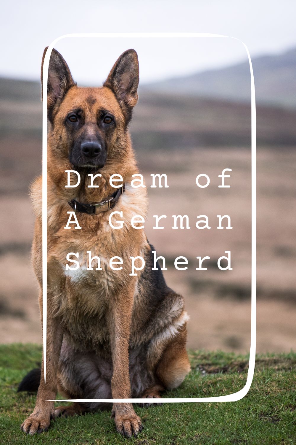 Dream of A German Shepherd 1