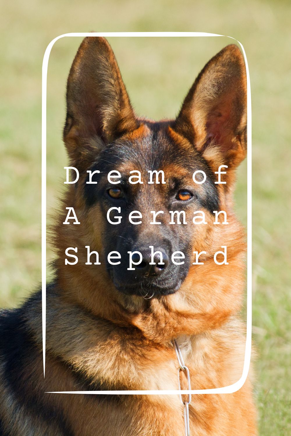 Dream of A German Shepherd 4