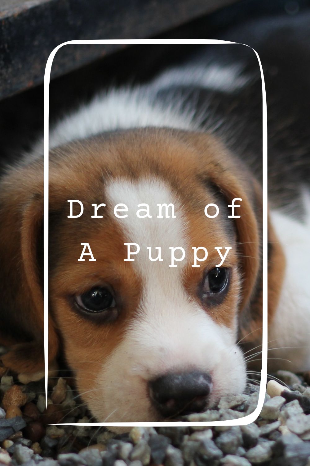 Dream of A Puppy1