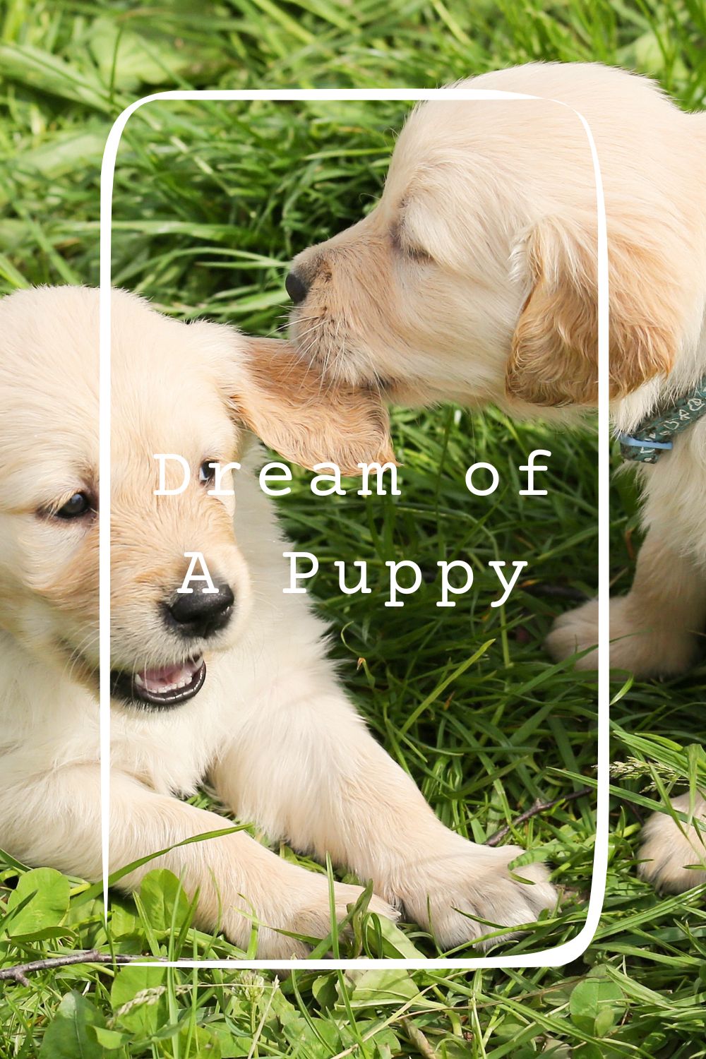 Dream of A Puppy4