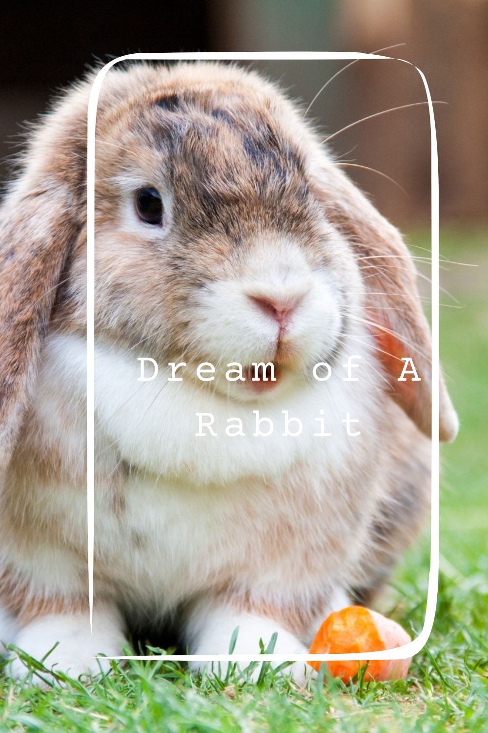 Dream of A Rabbit pin 1