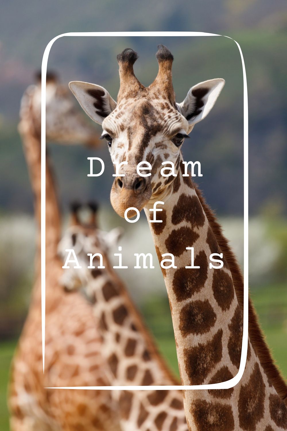 Dream of Animals1