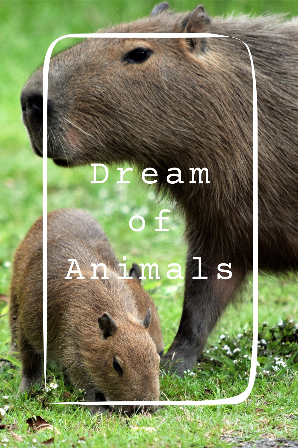 Dream of Animals4