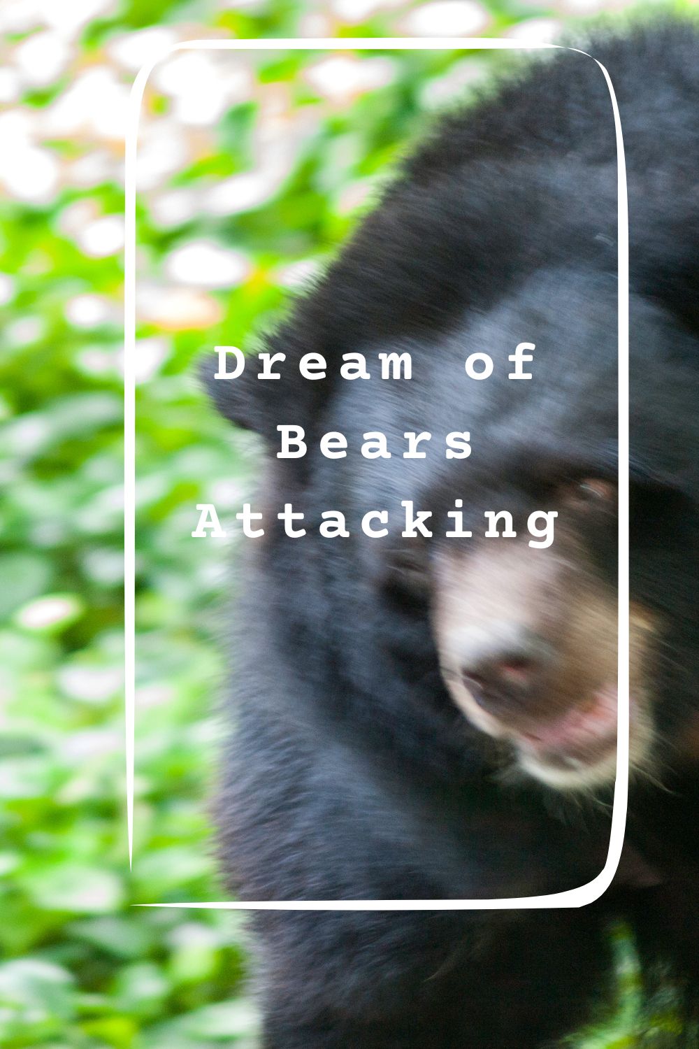 Dream of Bears Attacking pin2
