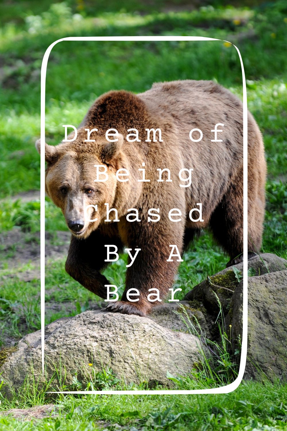Dream of Being Chased By A Bear1