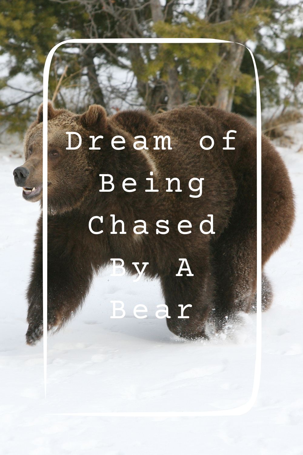 Dream of Being Chased By A Bear4