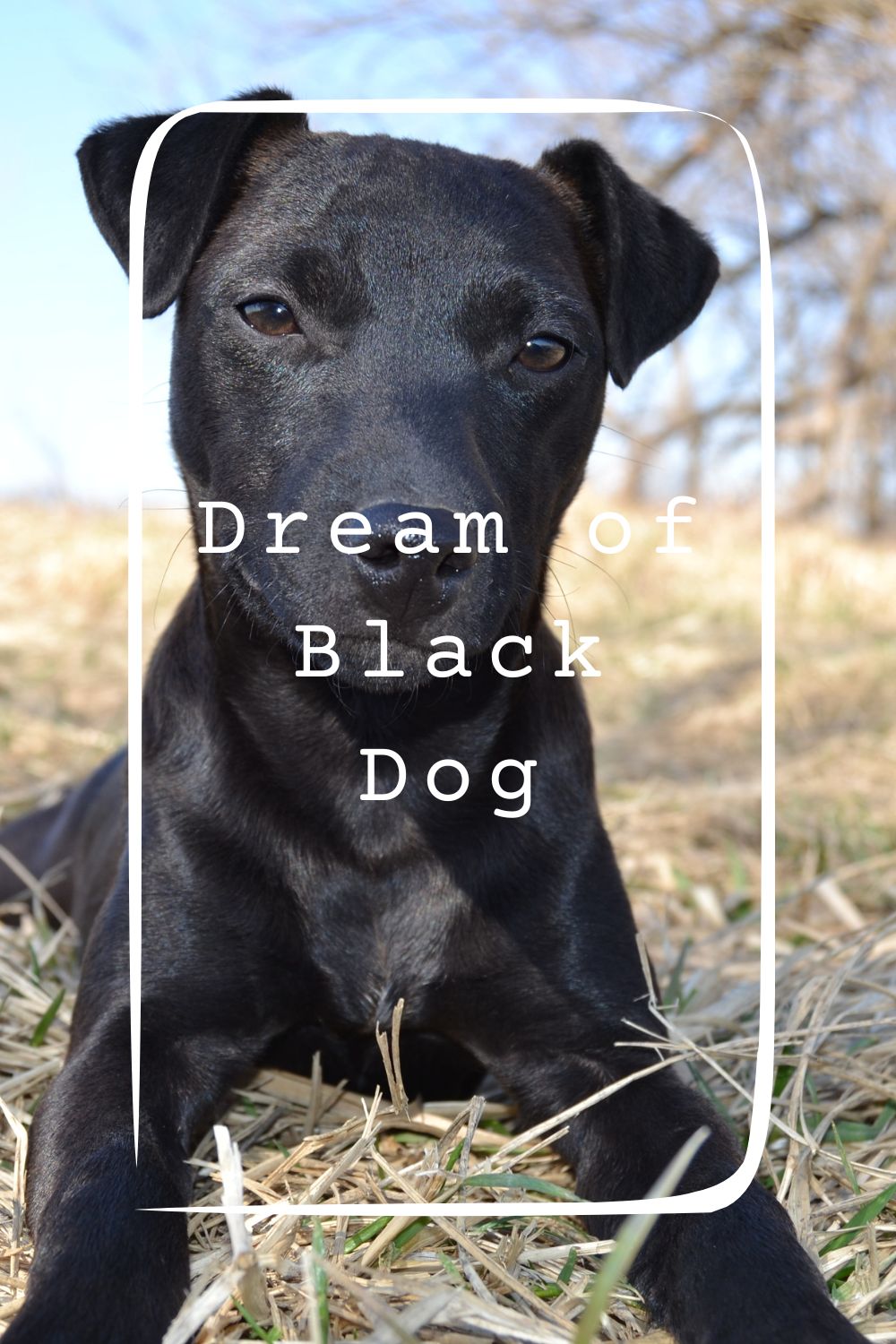 Dream of Black Dog 1