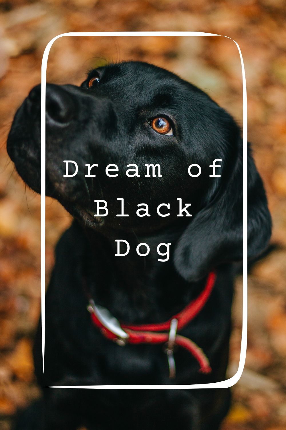 Dream of Black Dog 4