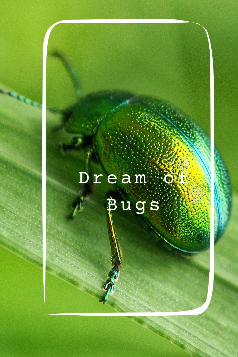 Dream of Bugs pin1