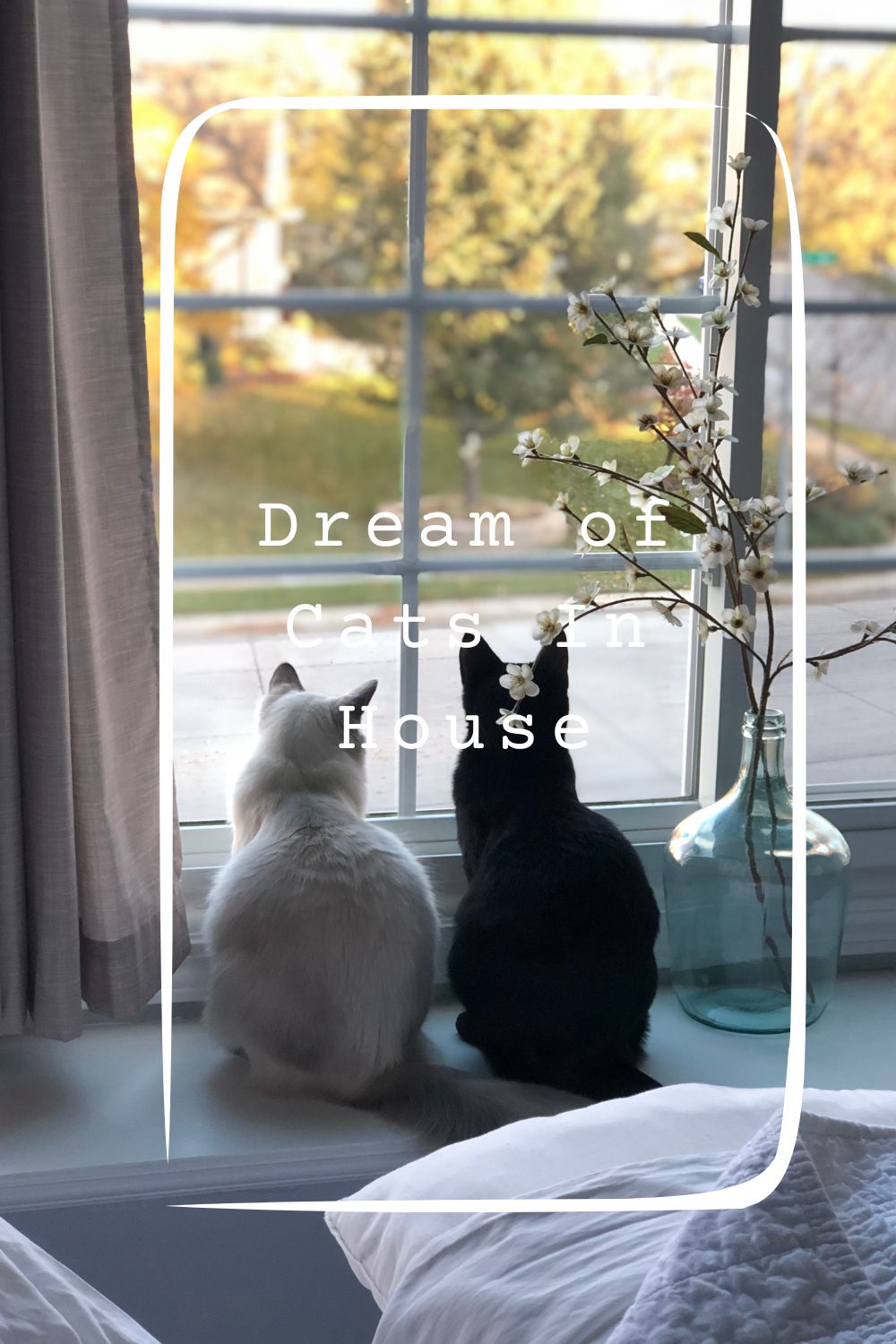 Dream of Cats In House pin1
