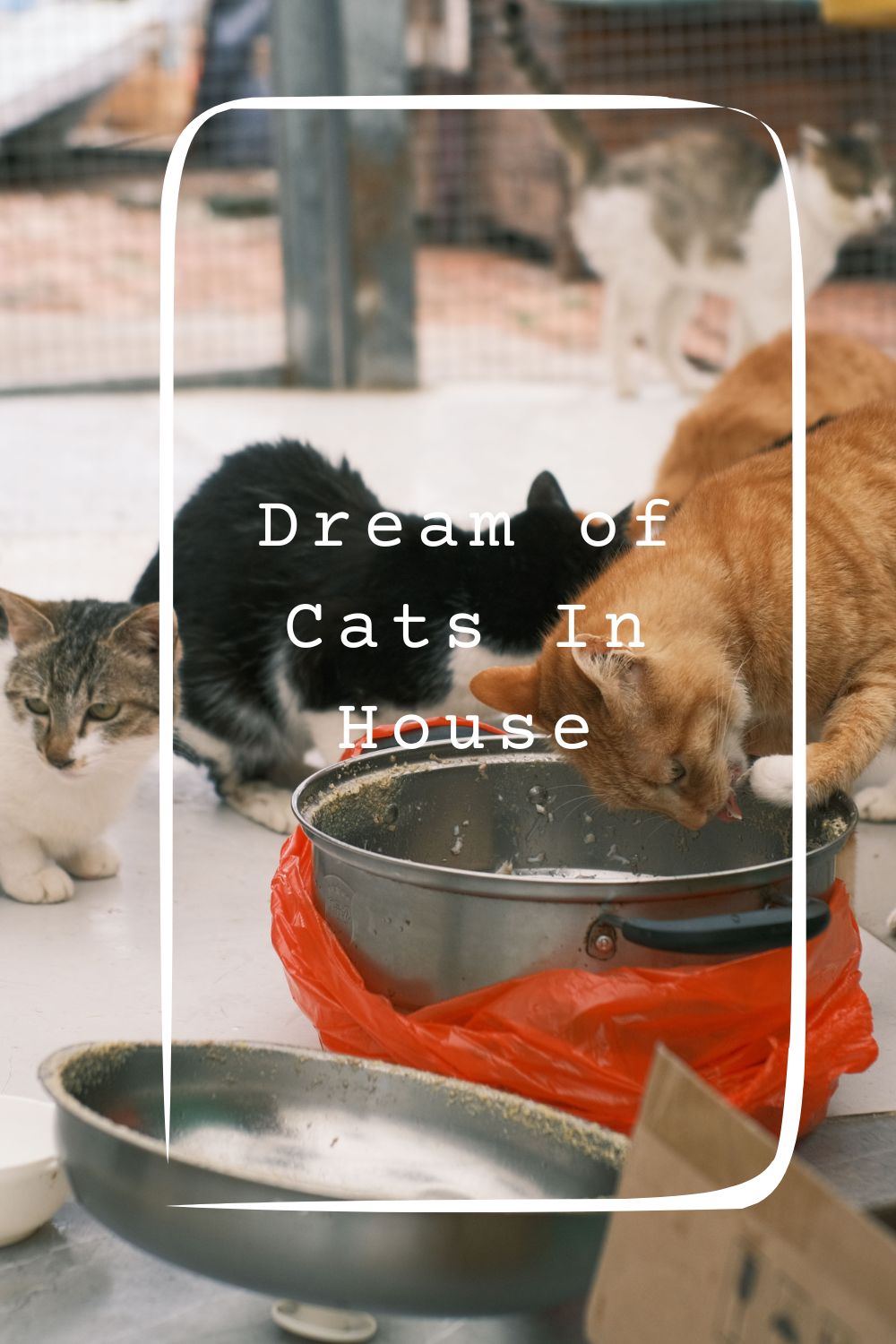 Dream of Cats In House pin2