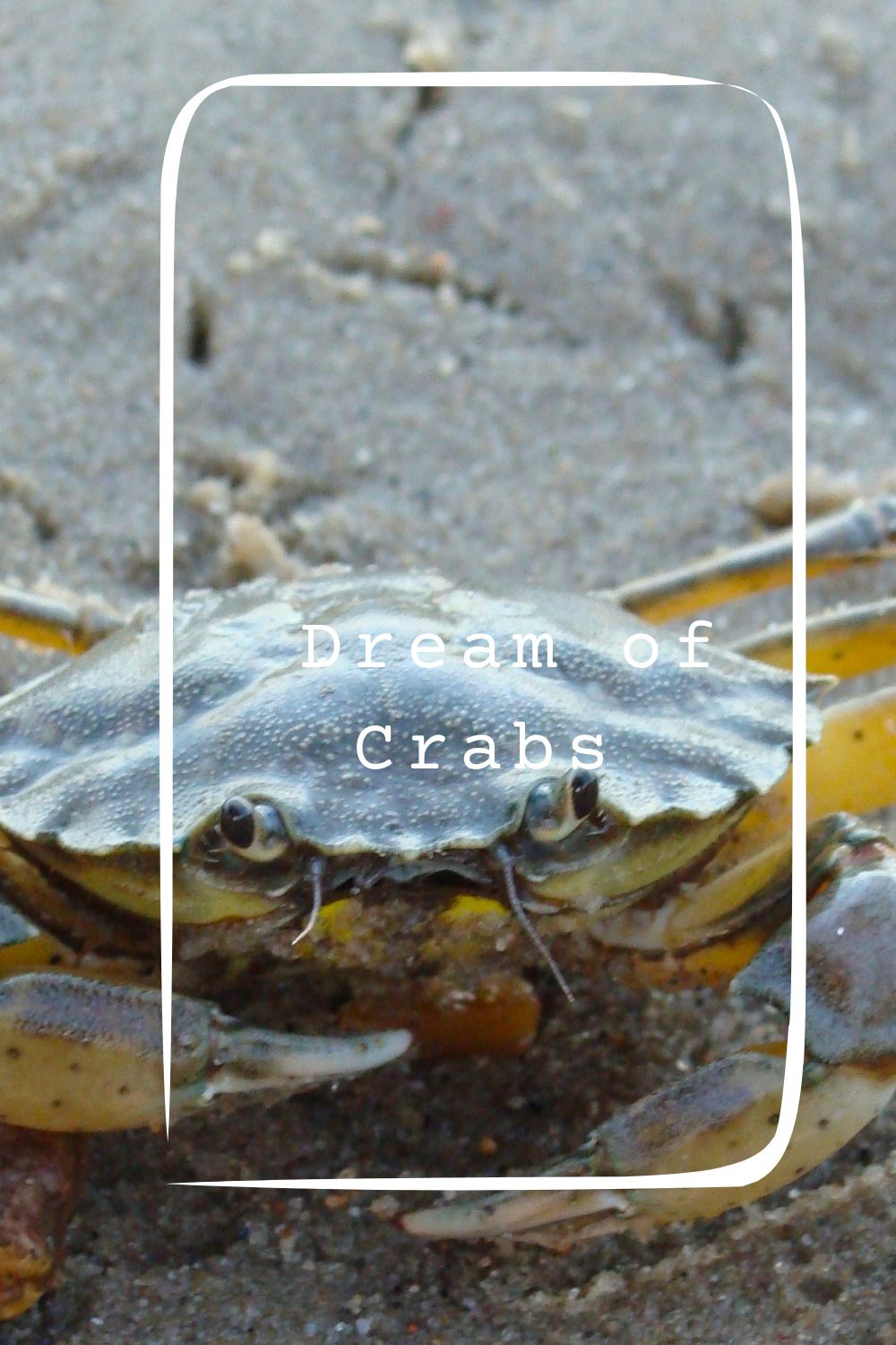 Dream of Crabs pin1