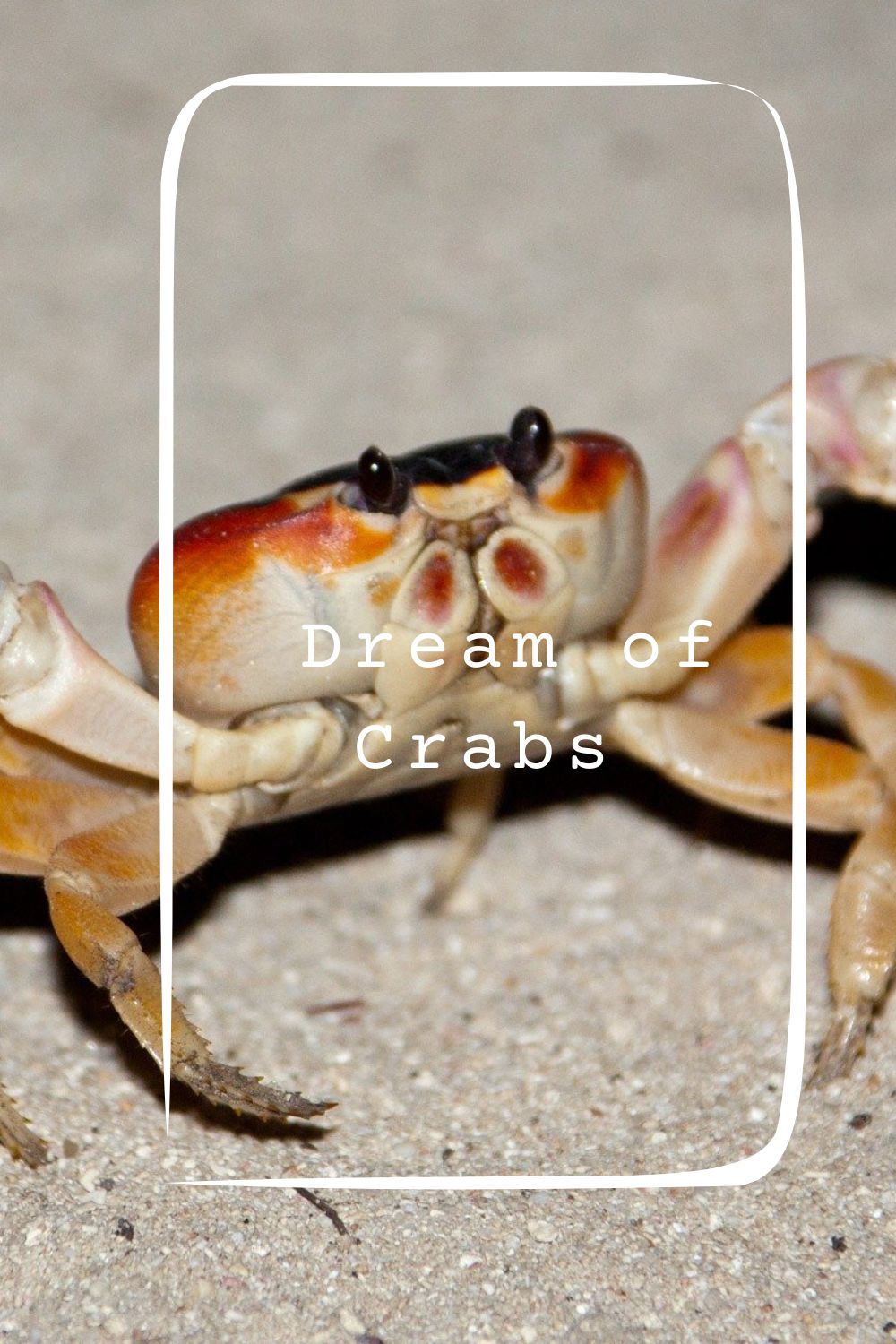_Dream of Crabs pin2