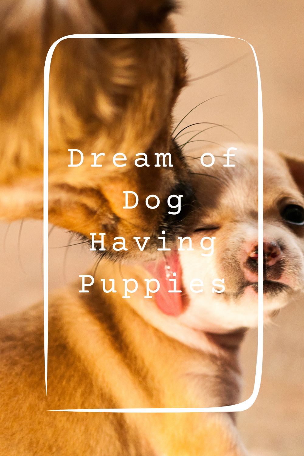 Dream of Dog Having Puppies 4