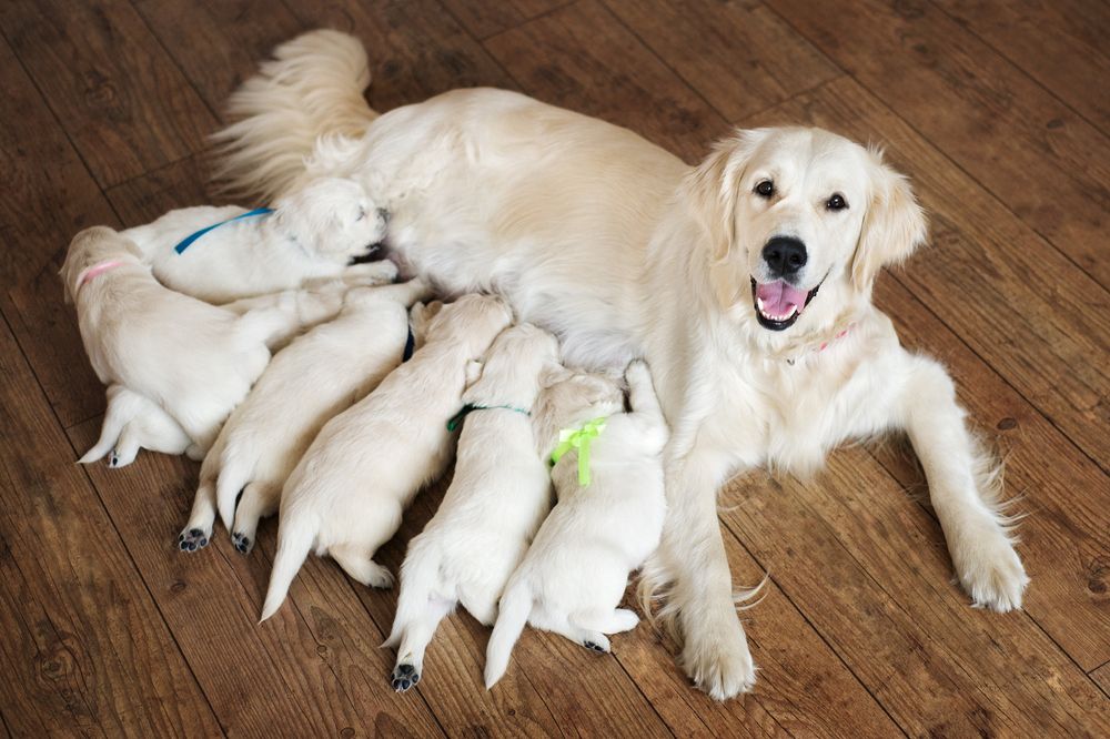 Dream of Dog Having Puppies