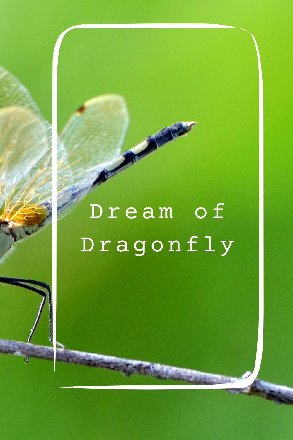 Dream of Dragonfly pin 1