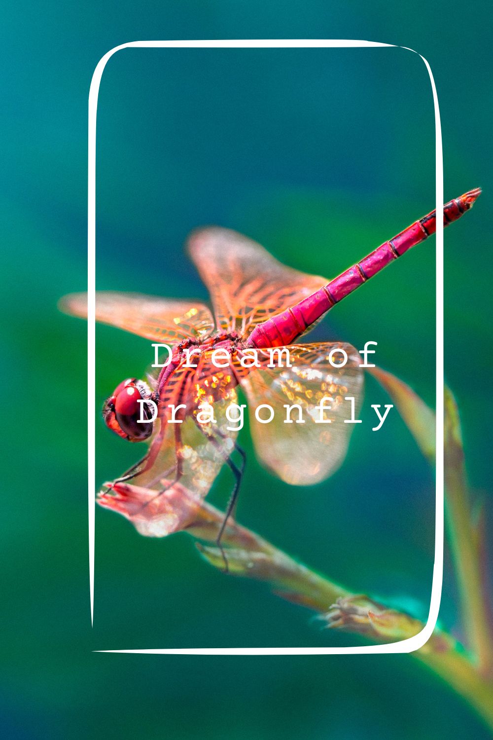 Dream of Dragonfly pin 2