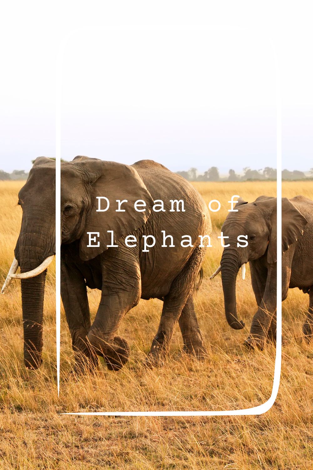Dream of Elephants pin2