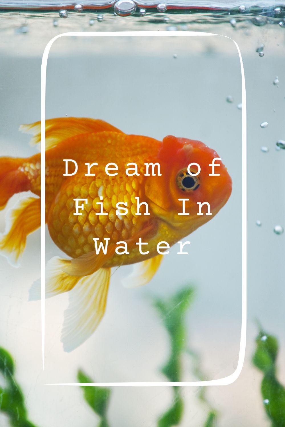 Dream of Fish In Water 1