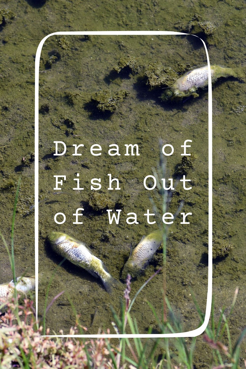 Dream of Fish Out of Water4
