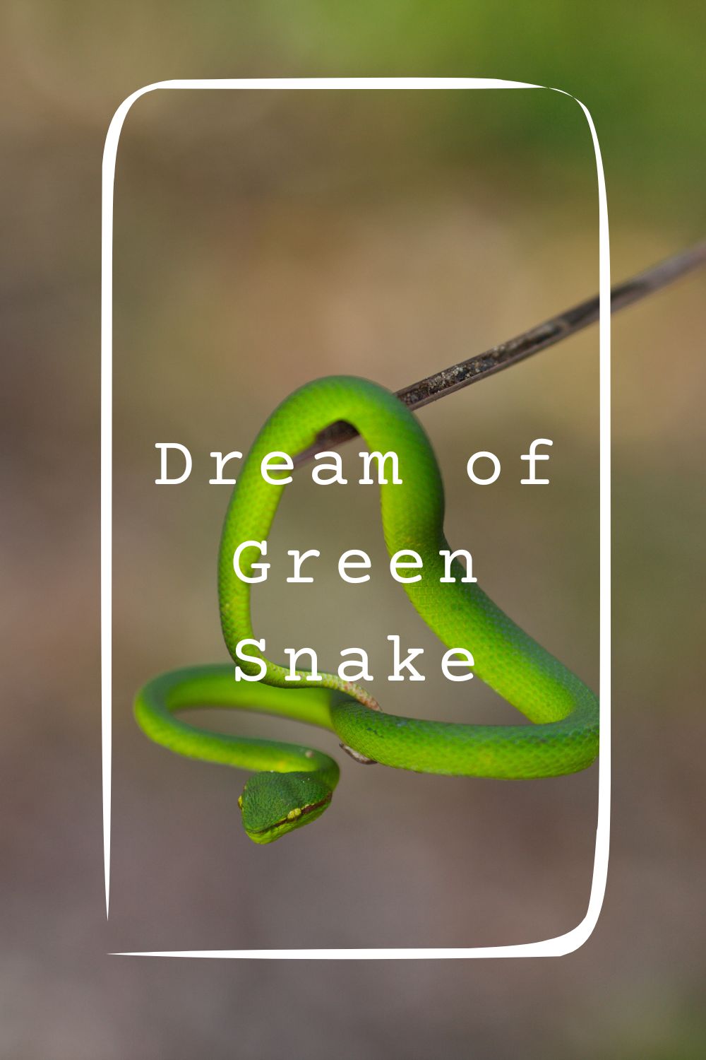Dream of Green Snake 1
