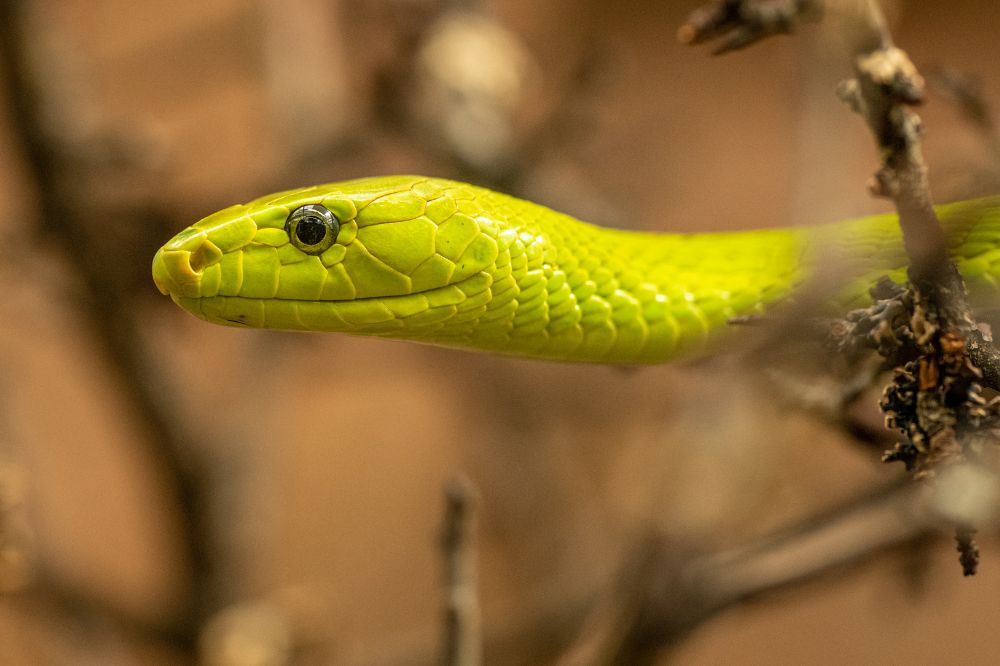 Dream of Green Snake 2