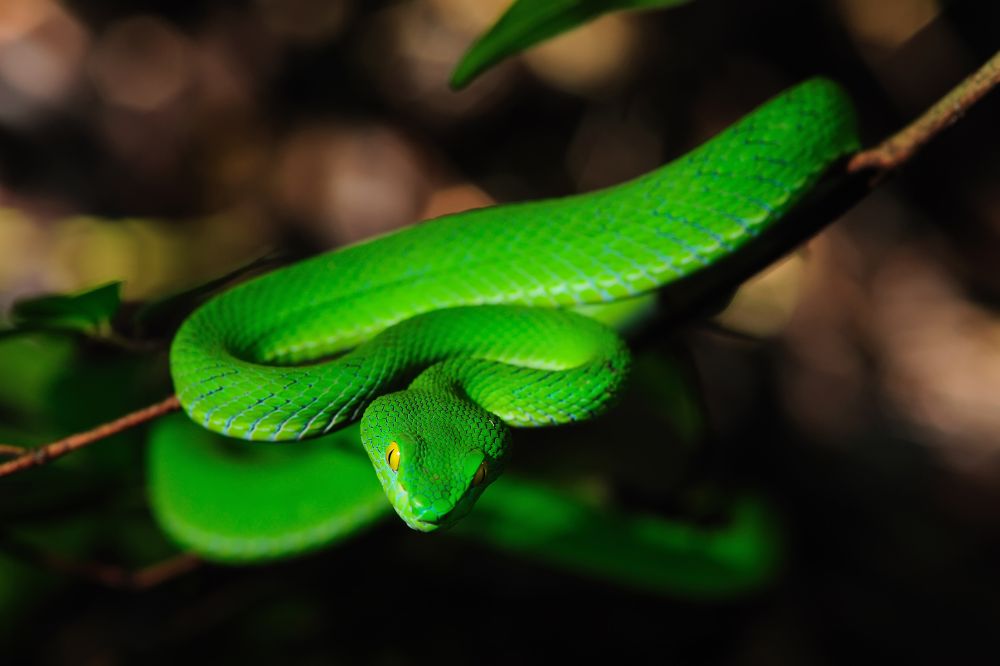 Dream of Green Snake 3