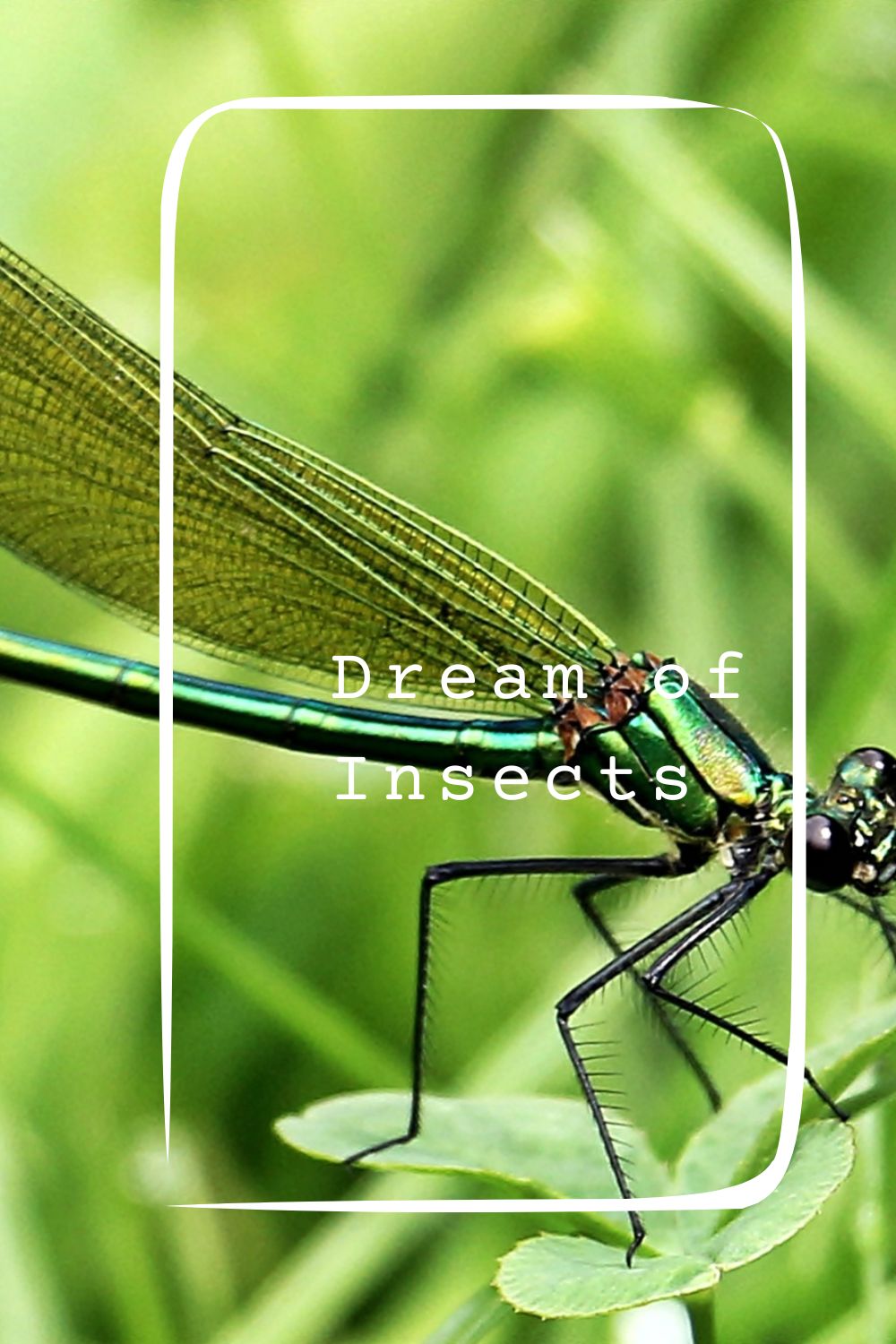 _Dream of Insects pin 1