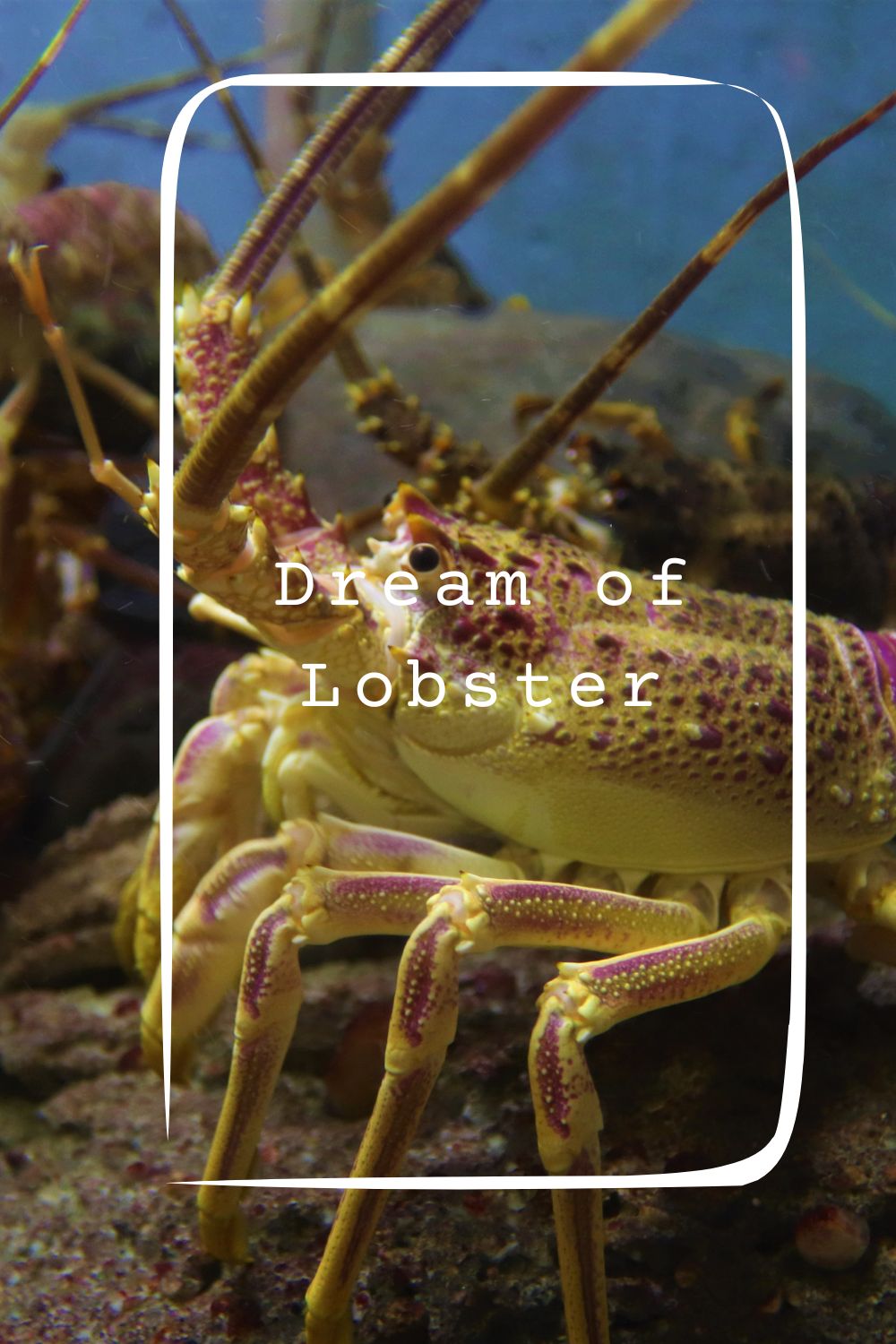 Dream of Lobster pin1