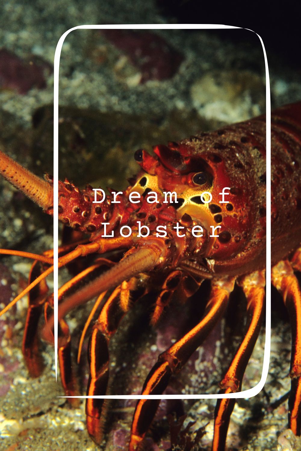 Dream of Lobster pin2