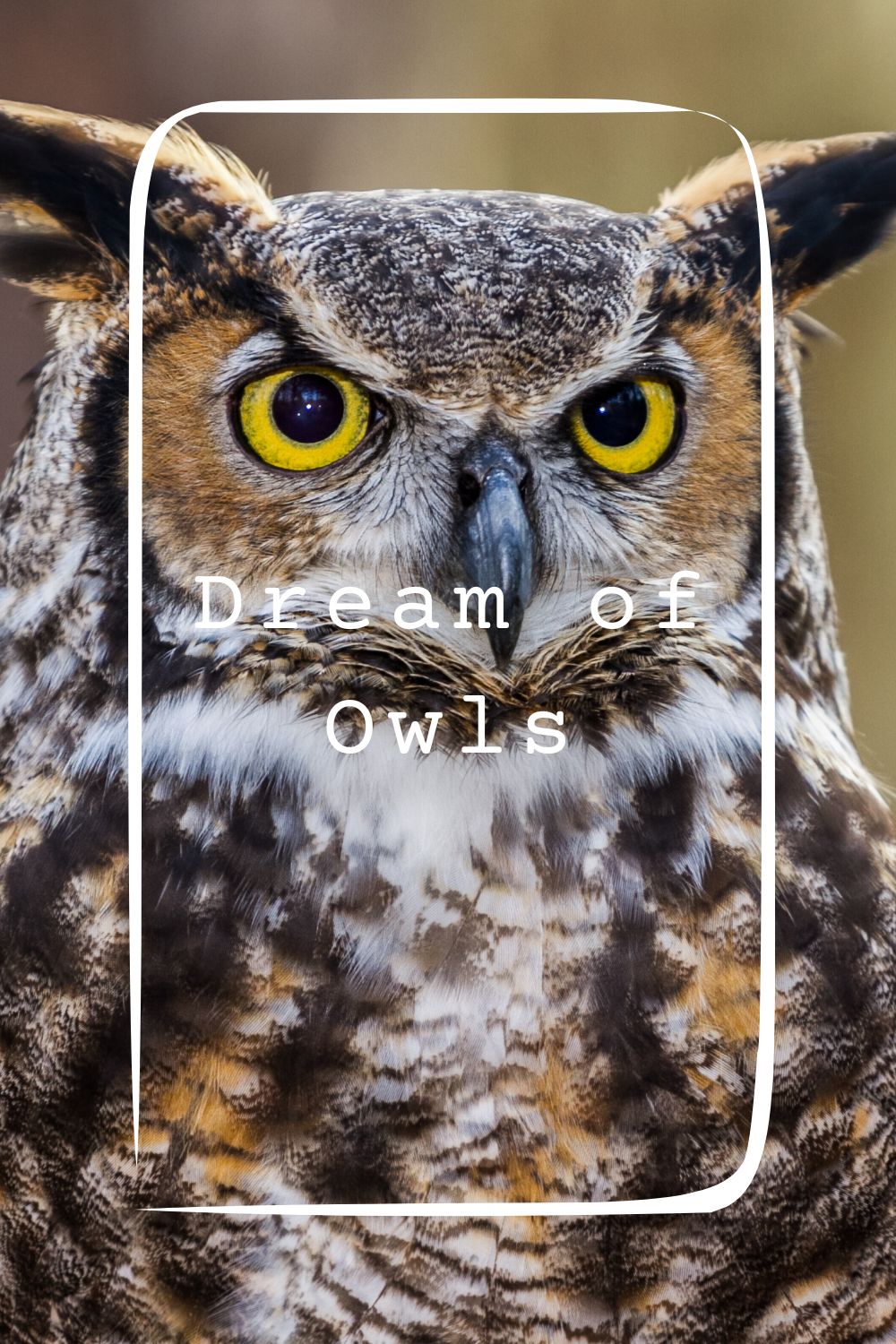 Dream of Owls 1