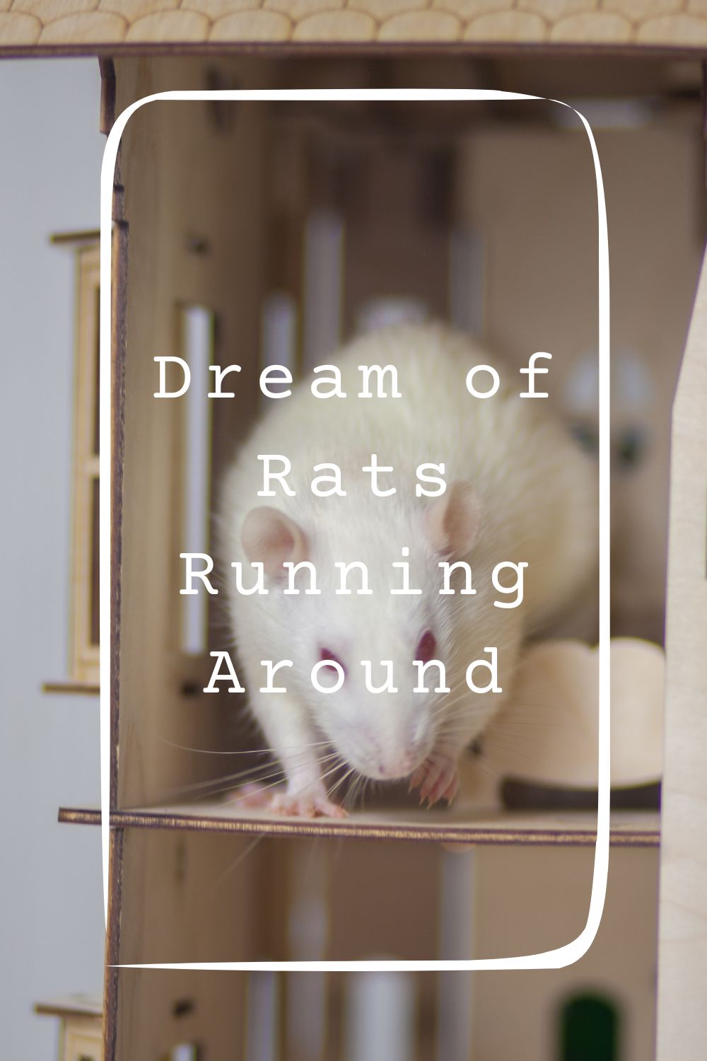 Dream of Rats Running Around4