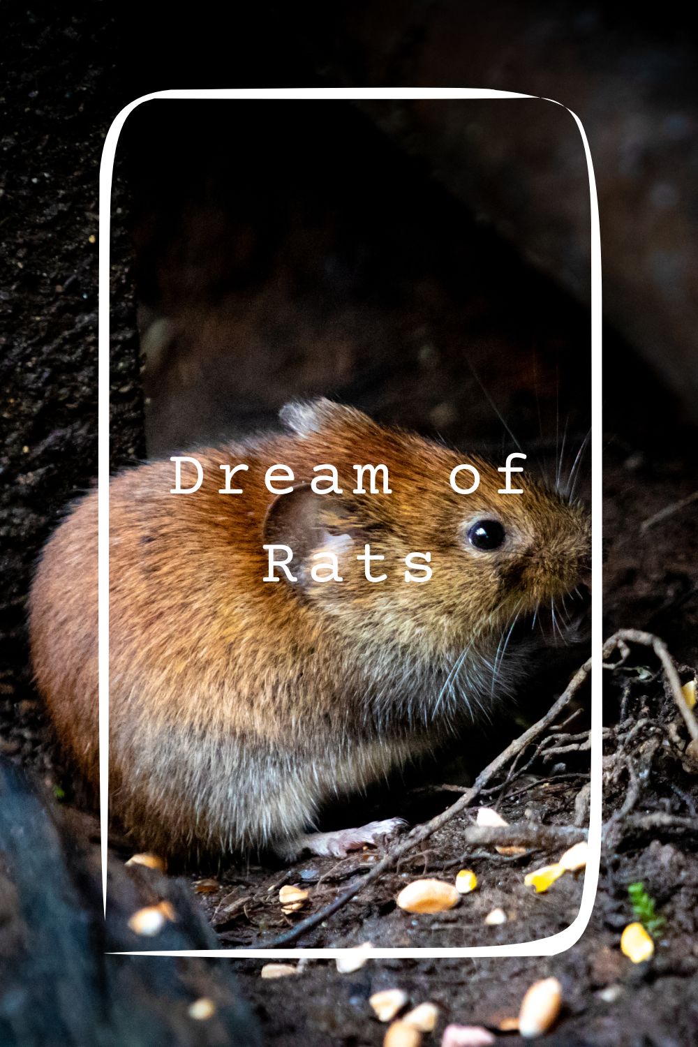 Dream of Rats1