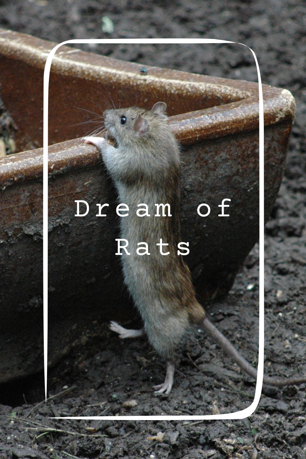 Dream of Rats4